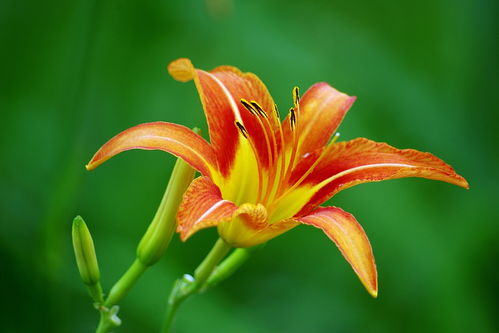 關于母親詩句萱草