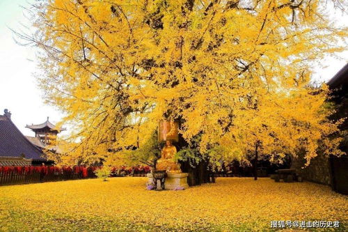 秋天豐收詩(shī)句古詩(shī)名句