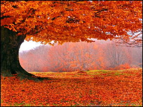 古今關(guān)于秋天樂的詩(shī)句