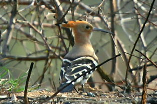 關于很多鳥的詩句