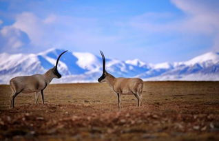 三毛關(guān)于可可西里的詩(shī)句