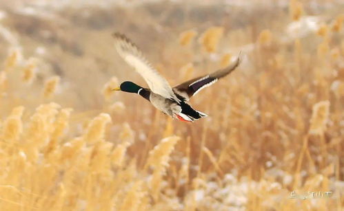 關于野鴨子的詩句