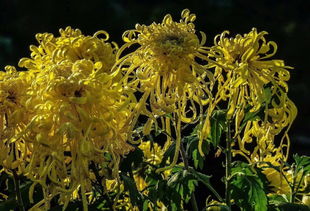 關(guān)于秋天揚(yáng)州的詩(shī)句