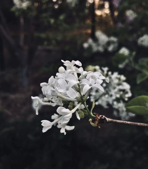 關(guān)于白丁香的詩(shī)句