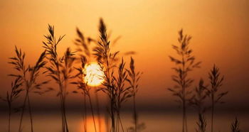 形容日落回家的古詩句