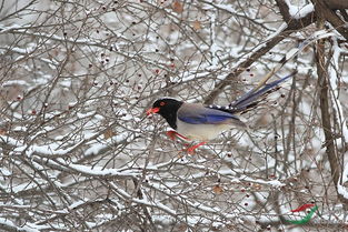 關(guān)于鳥兒在雪中的詩句
