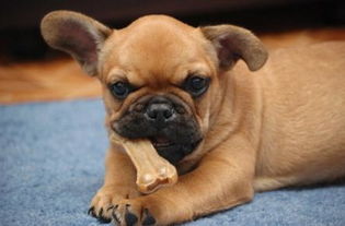 關(guān)于雞狗的詩(shī)句