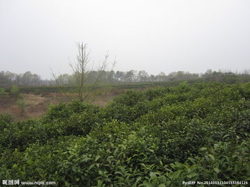 關(guān)于山中茶園的詩句