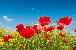 飛花令帶飛字的古詩句