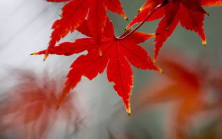 關(guān)于楓葉和讀書(shū)的詩(shī)句