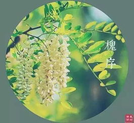 詩句,輪回,植物