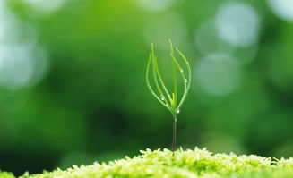 描寫西湖的春天詩句古詩