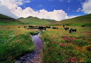 草山,古詩(shī)詞,詩(shī)句,大海