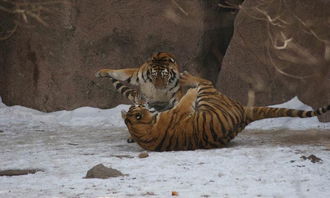 關(guān)于雪和老虎的詩句
