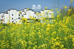 關(guān)于清明油菜花的詩句