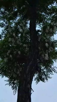 關(guān)于重回舊居的詩句