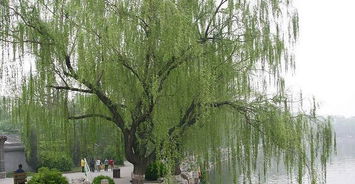 描寫(xiě)春天的古詩(shī)句10個(gè)