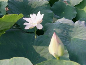 萬里寫的荷花關(guān)于荷花的詩句