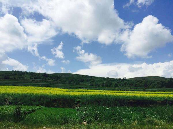 關(guān)于草原動(dòng)物的詩句古詩