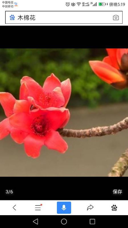 有關紅棉花的詩句古詩