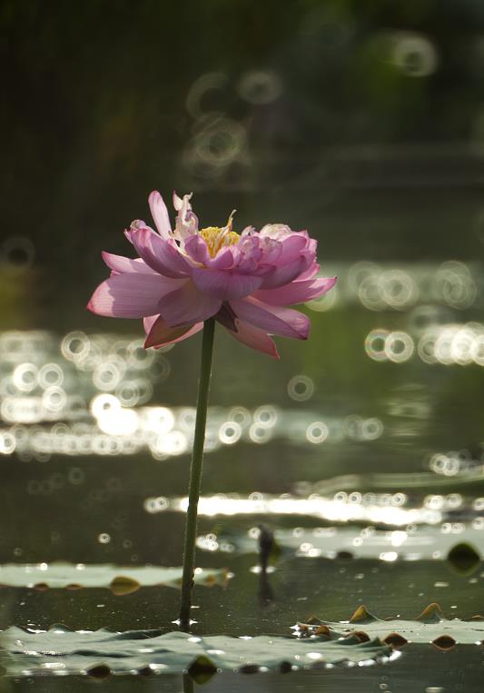 表達(dá)愛(ài)情長(zhǎng)長(zhǎng)久久的古詩(shī)句,表達(dá)對(duì)愛(ài)情忠貞不渝的古詩(shī)句,表達(dá)錯(cuò)過(guò)愛(ài)情的古詩(shī)句