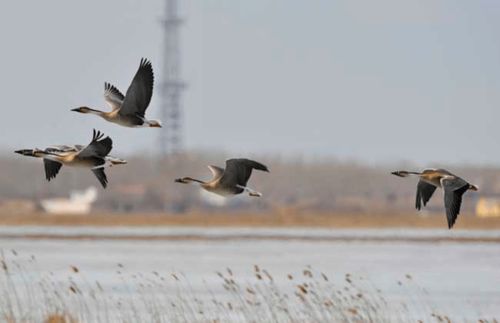 關于秋天大雁的詩句