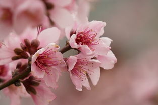 梨花帶雨,詩句,描寫