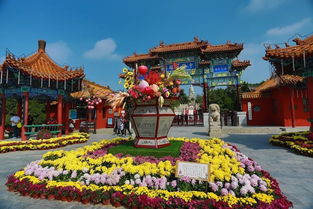 關(guān)于菊花的不屈不撓的詩句