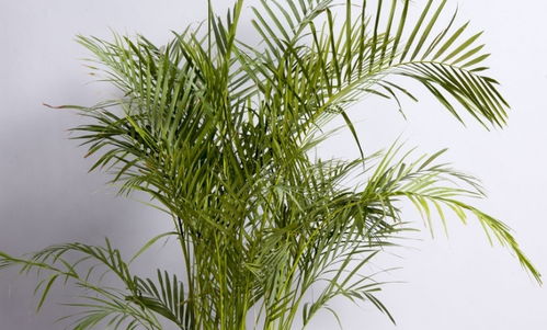 關(guān)于鳳尾竹的詩句