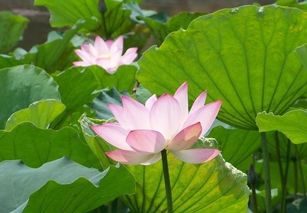 描寫(xiě)夏天的花詩(shī)句古詩(shī)大全