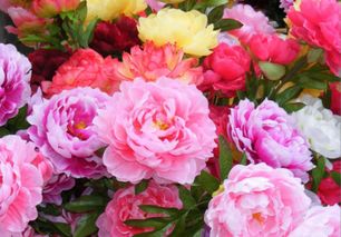 牡丹的詩句古詩詩配畫,關(guān)于牡丹的詩句古詩,描寫牡丹的詩句古詩