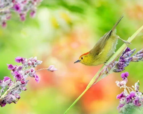 關(guān)于春風(fēng)和花的詩句有哪些