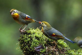 鳥有什么古詩句
