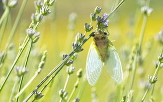 立秋關(guān)于思念的詩(shī)句