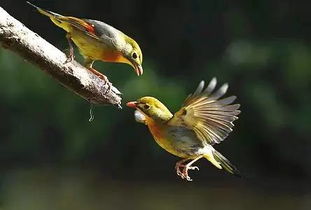 關(guān)于善待鳥類的詩(shī)句