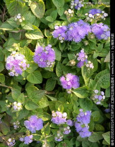 關(guān)于熊耳草詩句