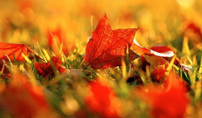 關(guān)于秋天和落葉的詩句