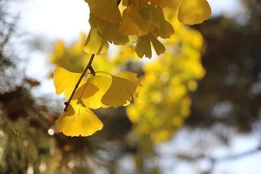 李白的描寫秋天的詩(shī)句古詩(shī)