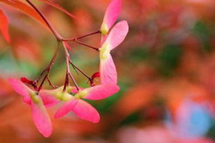 古詩,詩句,色彩