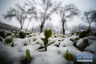 關(guān)于春天飄雪的詩句