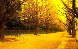 秋天古詩句二三級的