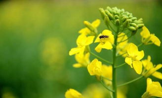 有關(guān)菜花的詩(shī)句古詩(shī)