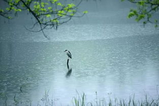 桃花春雨的詩句古詩