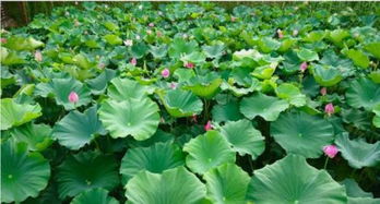 關(guān)于荷花的經(jīng)典古詩(shī)句