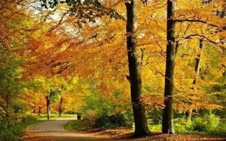 有哪些描寫秋景的古詩(shī)句