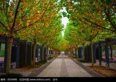 關(guān)于寫梧桐的古詩句