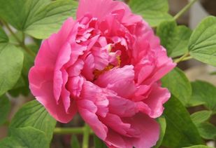 關(guān)于菊花的詩句古詩,描寫菊花的詩句古詩,帶菊花的詩句古詩