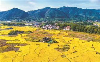 關(guān)于雁振翅高飛的詩句