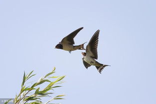 燕子花秋天詩(shī)句古詩(shī)
