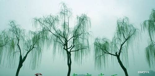 杜甫古詩里帶春的詩句